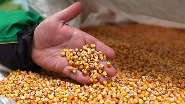 России предрекли снижение урожая из-за ухода иностранных производителей семян